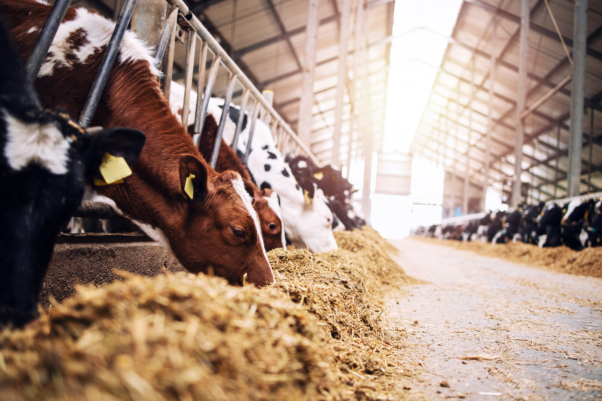 Agriculture